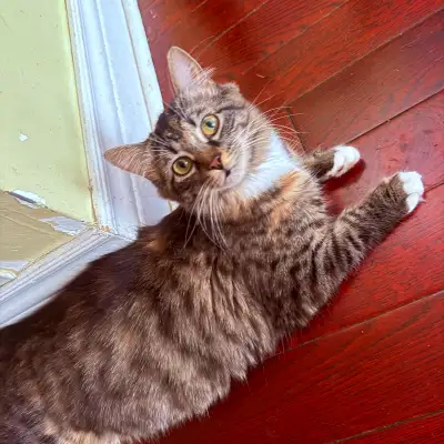 Pregnant cat, View more