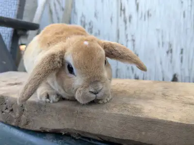 Purebred Mini Plush Lop baby bunnies, View more