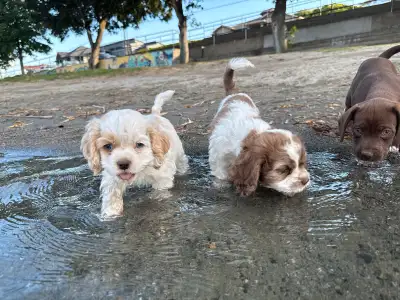 Cocker Spaniel puppies, View more