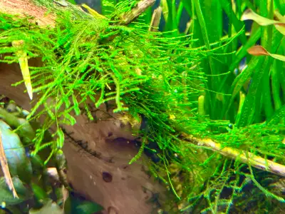 Java Moss, View more