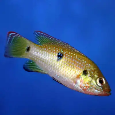 Good health condition Active