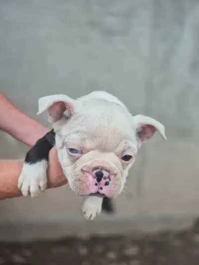 Chiot Boston Terrier Contacter Yves 438-5086540, View more