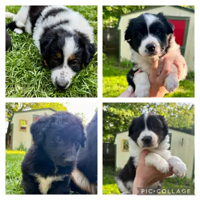 Aussie/Border Collie puppies ready for adoption, View more