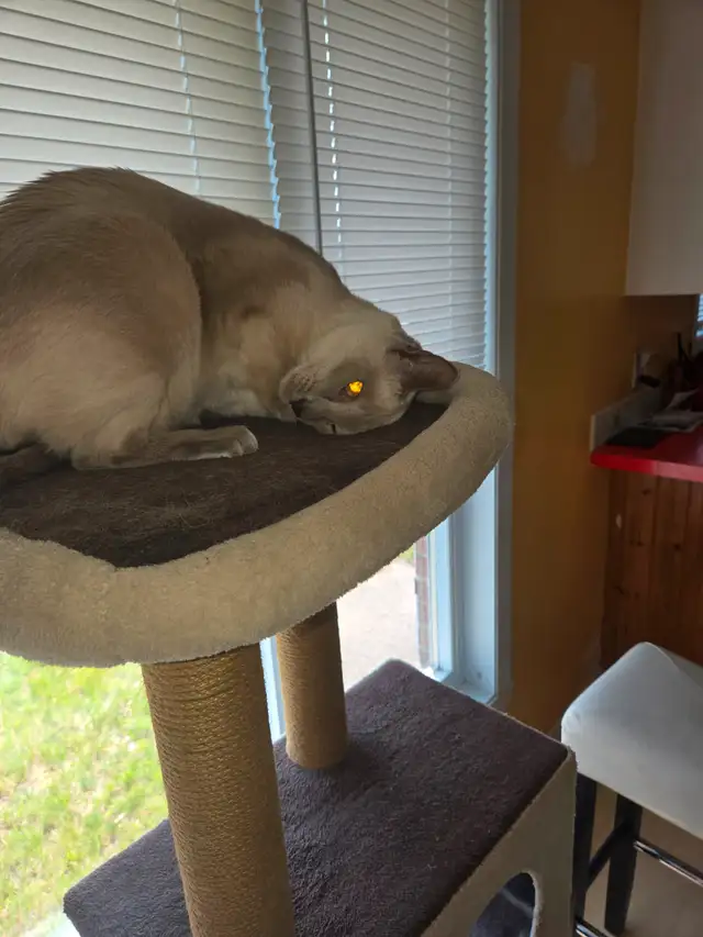 Chat Siamois in Cats & Kittens for Rehoming in Saint-Hyacinthe - Image 4