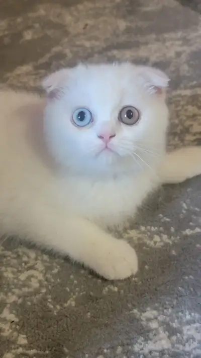  Scottish fold  kitten, View more