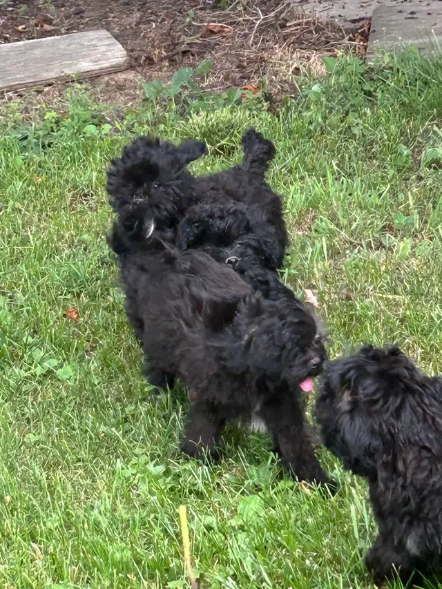 Shihpoo Puppies: Fully vaccinated, Only 3 left ! in Dogs & Puppies for Rehoming in Owen Sound - Image 8