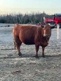 Nice red angus cow going have a calf soon 