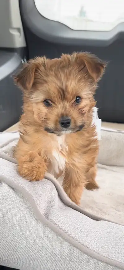Puppy boy is a very healthy 2 lbs brindle Havanese. He is kennel and pee pad trained, enjoys car rid...