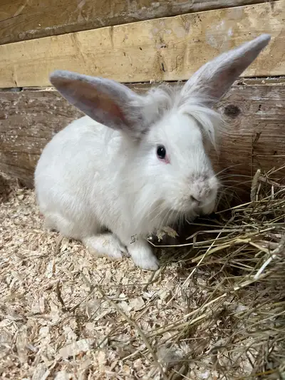 lion head buck bunny , View more