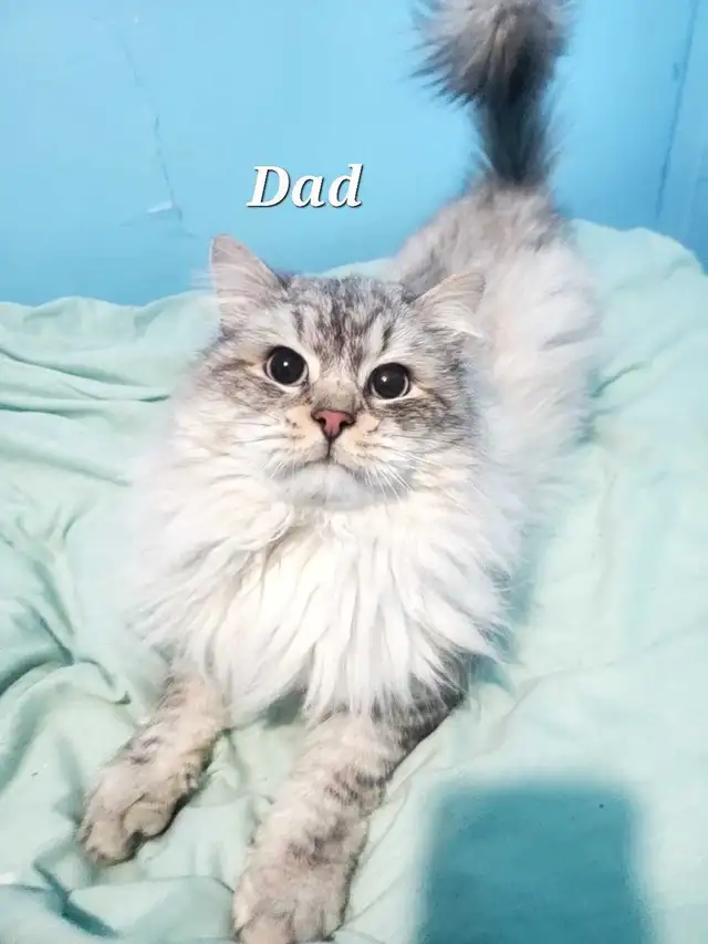 Hypoallergenic Siberian Kittens