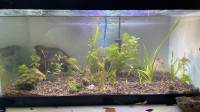 15 gallon aquarium fish tank