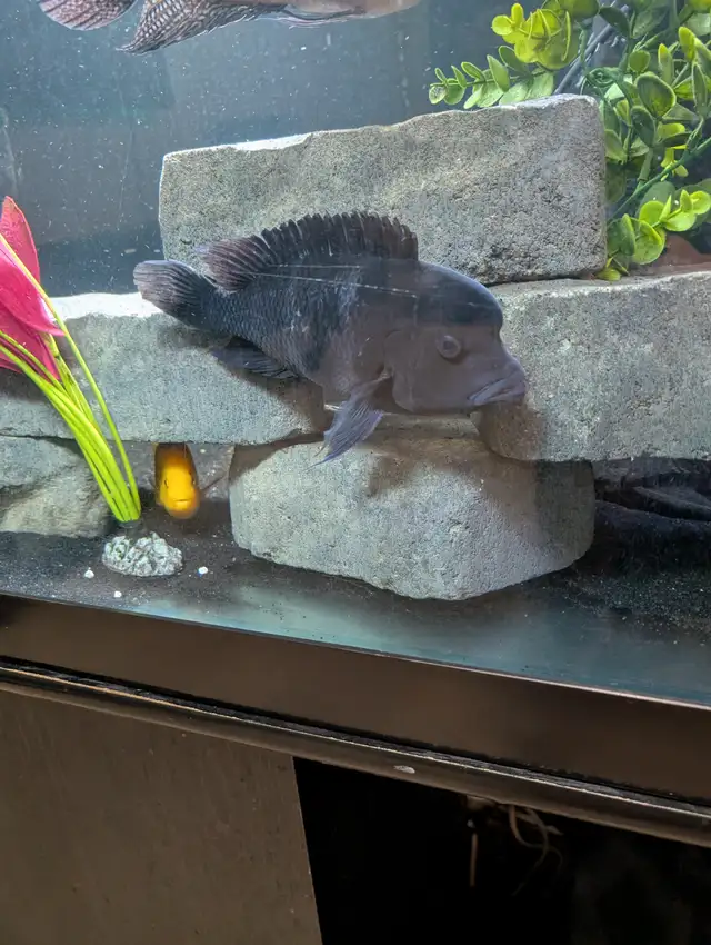 African chilclids in Fish for Rehoming in London - Image 5