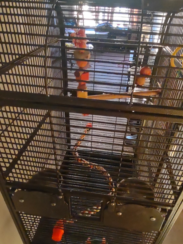 Large Cage for Birds available for sale Birds for Rehoming