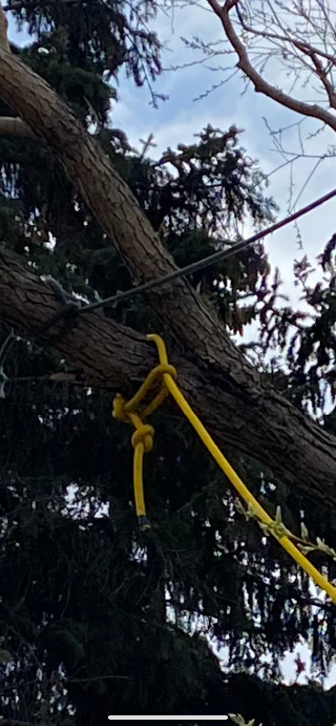 Tree Removal and Pruning in Other in Regina - Image 4