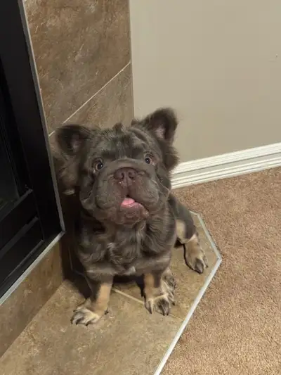 Fluffy French bulldogs - Pet home only , View more