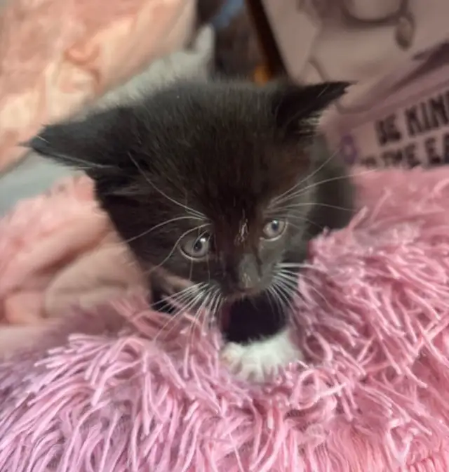 2 kittens looking for their forever homes! in Cats & Kittens for Rehoming in Moncton - Image 9