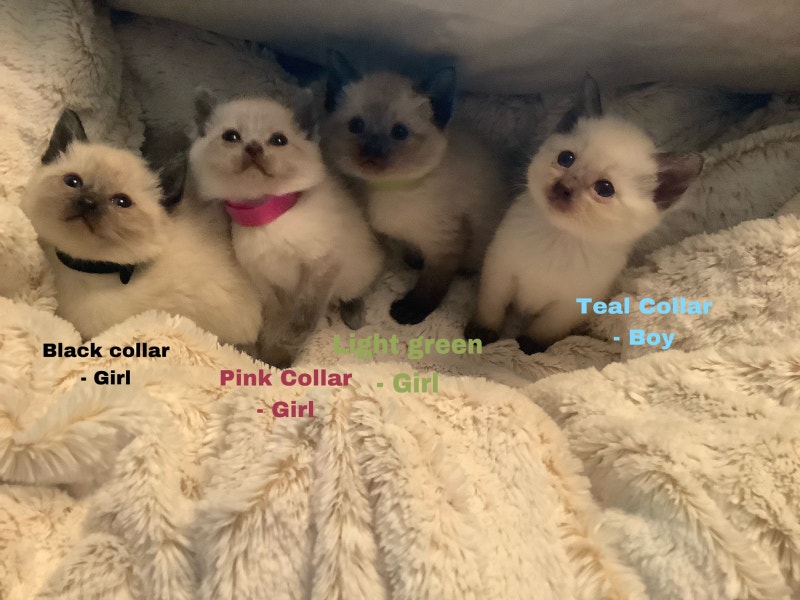 Registered Purebred Balinese Kittens Cats & Kittens for Rehoming