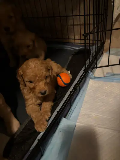 Golden Doodle puppies, View more