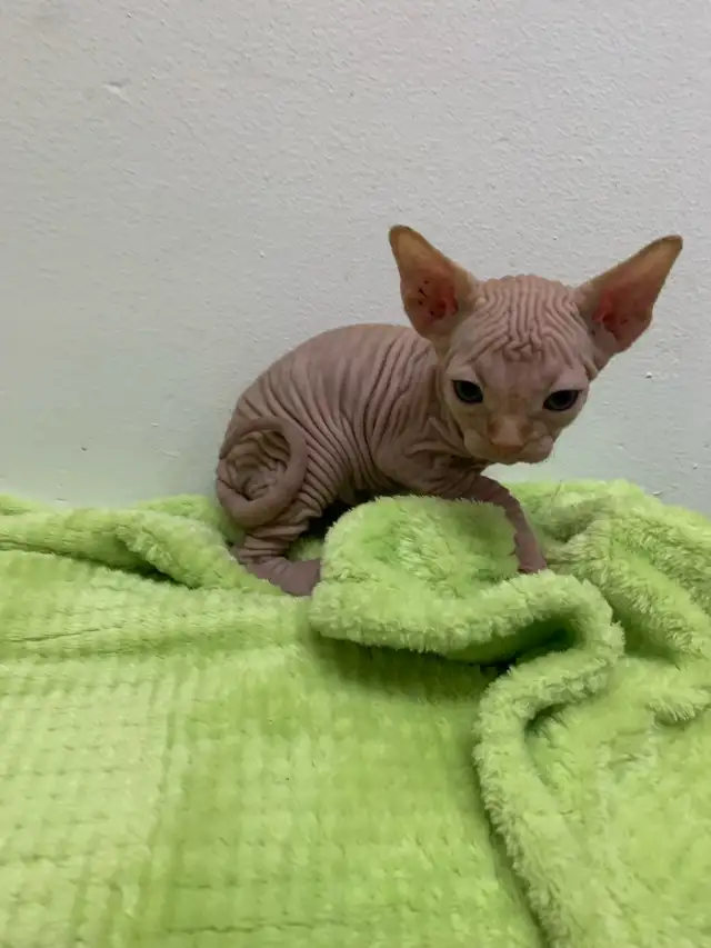 Sphinx Kittens for Adoption in Cats & Kittens for Rehoming in City of Montréal - Image 7