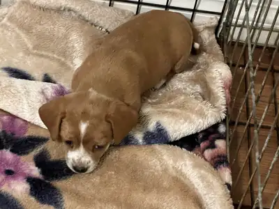 Wired hair dachshund  mixed with terrier ( 5 weeks), View more