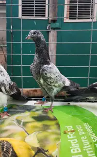 Pakistani Highflyer pigeon