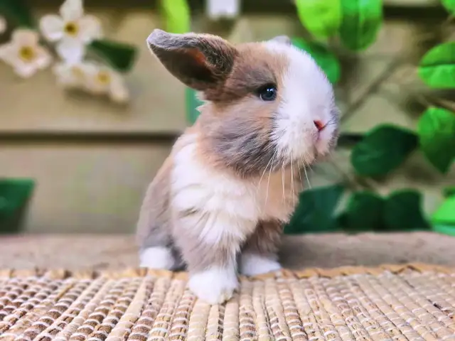 Holland Lop Rabbitry (nettle.blossom.burrows) in Small Animals for Rehoming in Terrace - Image 5