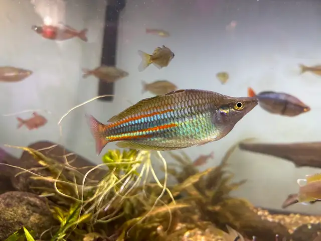 Rainbowfish in Fish for Rehoming in Brantford - Image 2