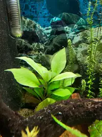 Hygrophila Polysperma aquarium plants