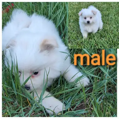 puppies for sale, View more