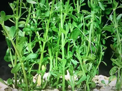 Moneywort: One dollar for one stem, each stem is around 12 cm or 5 inches, guppy grass，One dollar fo...