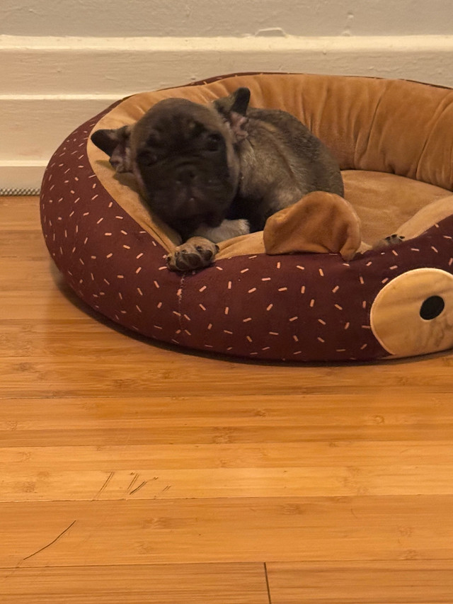 bouledogue français femelle dans Chiens et chiots à adopter  à Ville de Montréal - Image 2