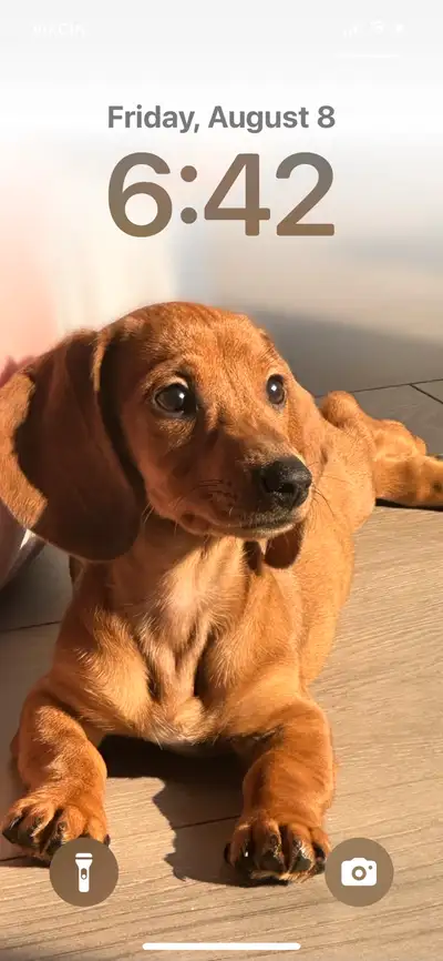 mini smooth red Daschund 12 weeks old, View more