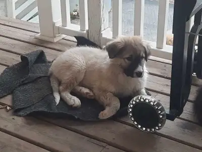 puppies to re-home, View more