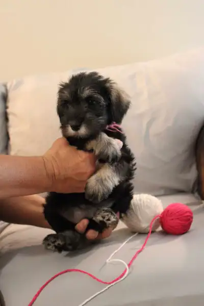 Schnauzer nain pure race , View more