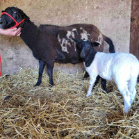 Hair Breed Ewe with Ewe Lamb 