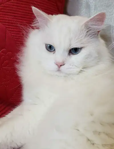 Persian male cat, View more
