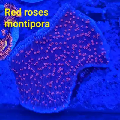 Red roses montipora - saltwater coral frag , View more