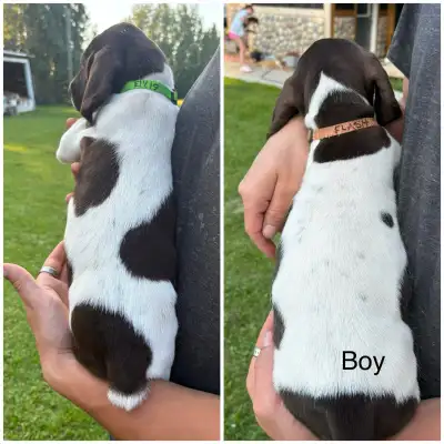 8 week old puppies ready for their forever homes ❤️, View more