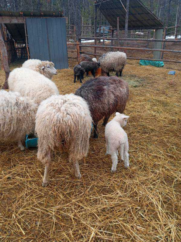 Ahab cotswold/east fresian ram lamb in Livestock in Terrace - Image 4