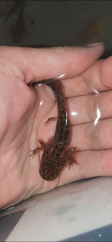 Axolotl (gold,wild,melanoid,lucy,albinos) dans Reptiles et amphibiens à adopter  à Saguenay - Image 4