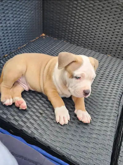 American bullies for sale! One Female and one Male left!, View more