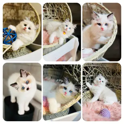 Chatons Ragdoll (pure race)❤️Scottish(pure race)❤️males et feme, View more