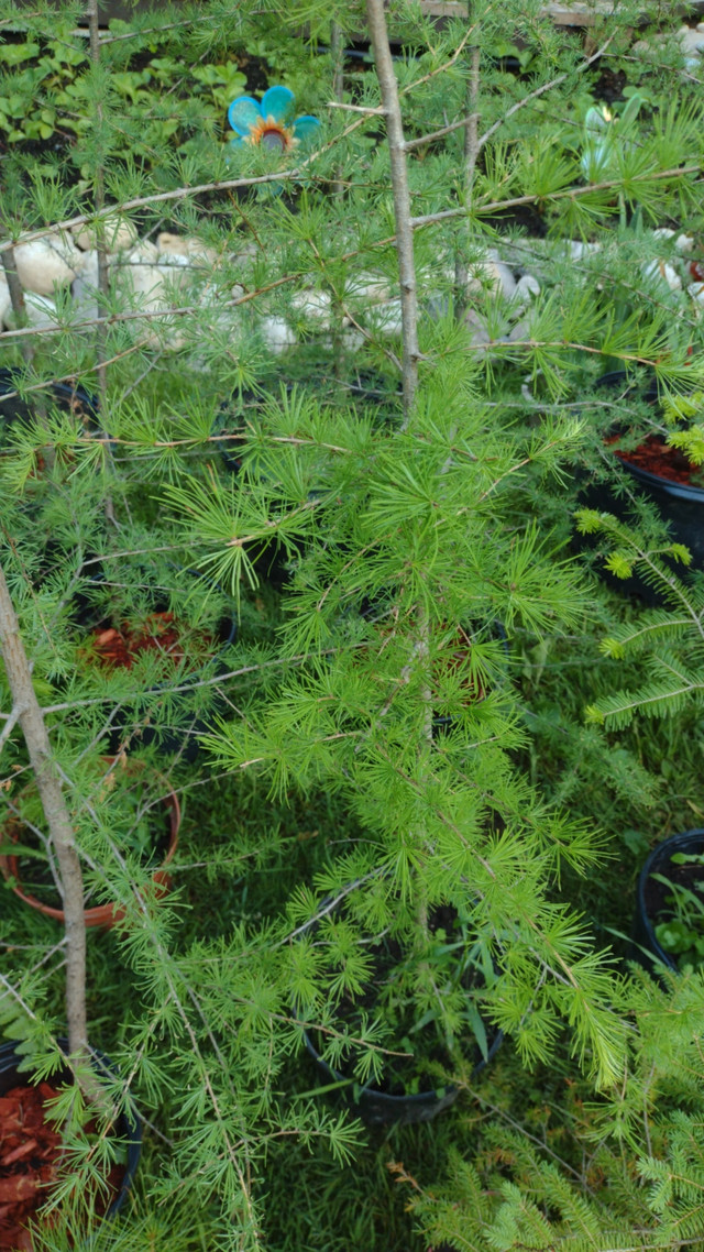 Plant sale  in Plants, Fertilizer & Soil in Owen Sound - Image 3