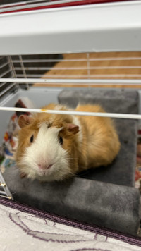 Guinea pig to rehome 