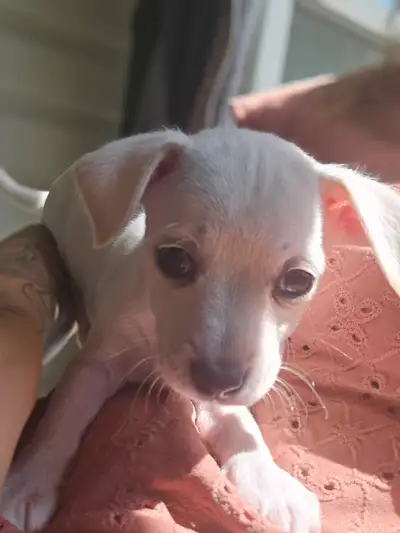 chihuahua puppy ready to go, View more