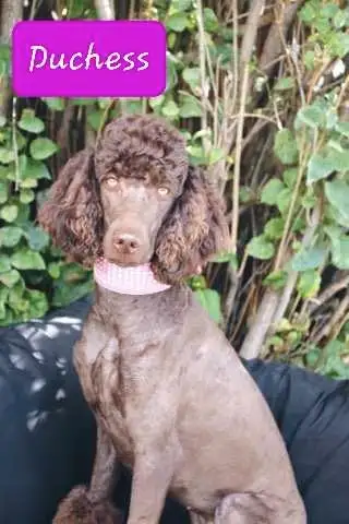CKC REGISTERED STANDARD POODLE PUPS COMING SOON! in Dogs & Puppies for Rehoming in Edmonton - Image 3