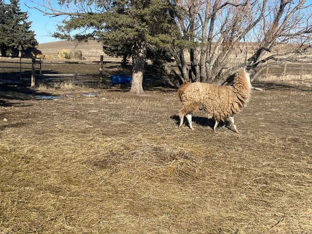 Live stock guardians *Llamas* in Livestock in Swift Current - Image 2