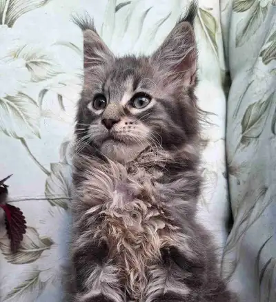 maine coon, View more