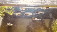 Guppy Fry for Sale!