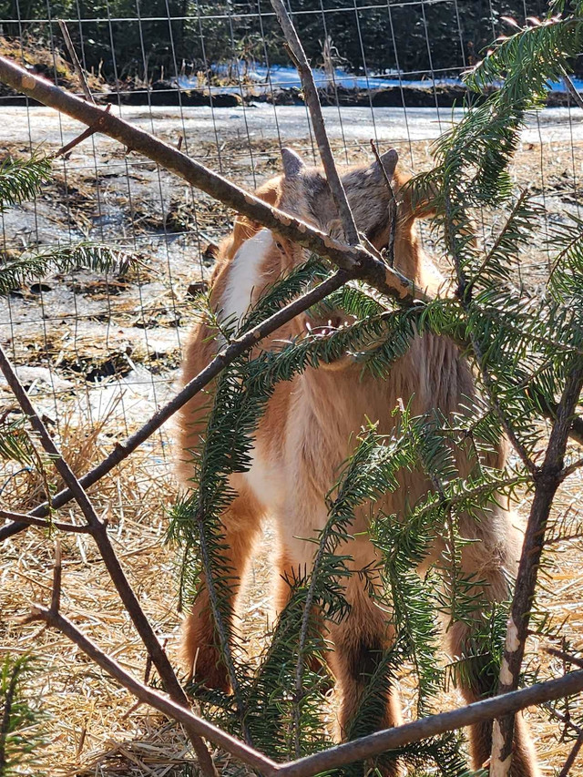 Kid goats for sale in Livestock in Thunder Bay - Image 2